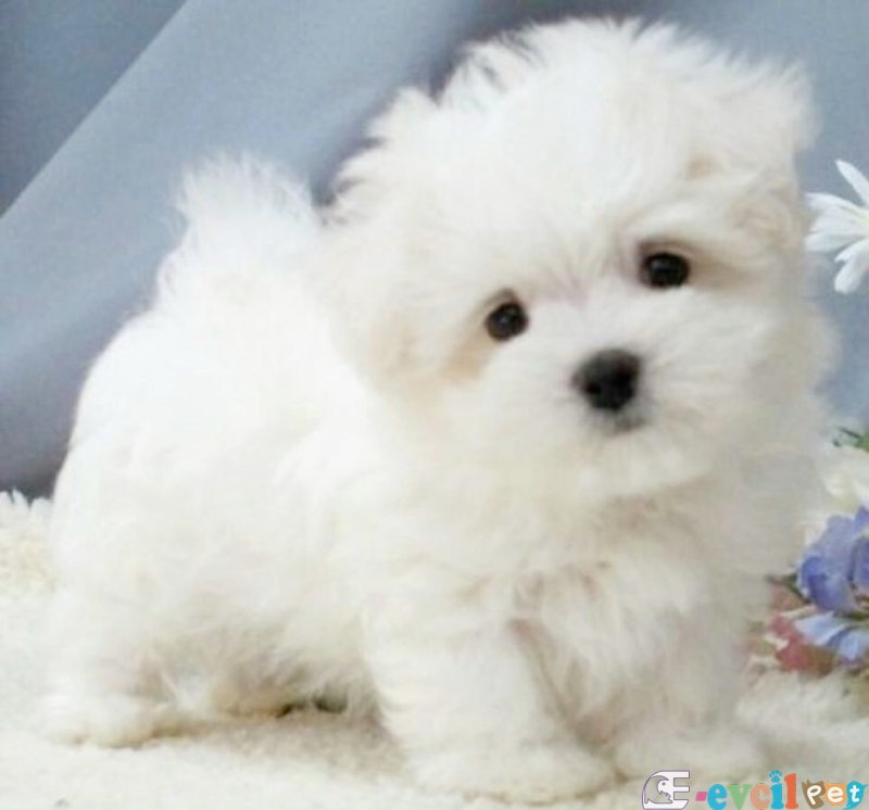 Maltesse Terrier Cinsi Güzel Yavrular
