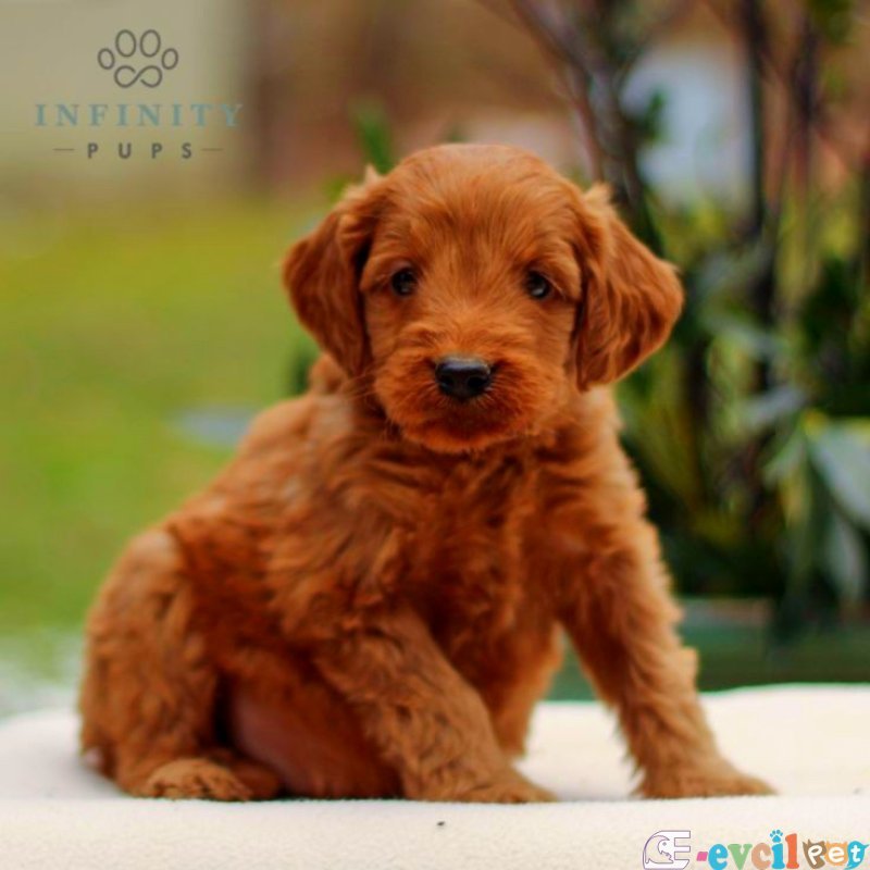 KIPKIRMIZI SAF KAN EVCİLBEBEKLER EV ÜRETİMİ TOOY POODLE YAVRULAR
