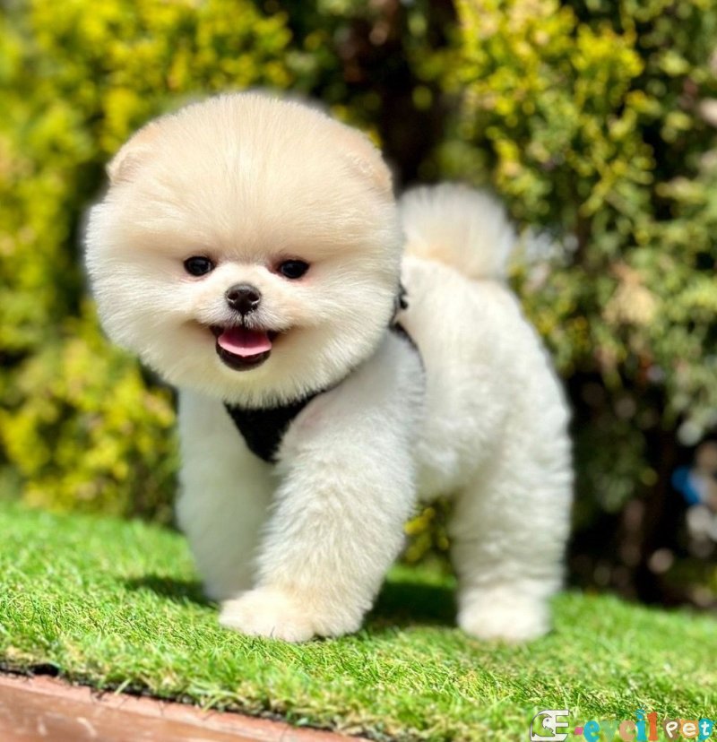 Safkan Pomeranian Boo Yavrularımız