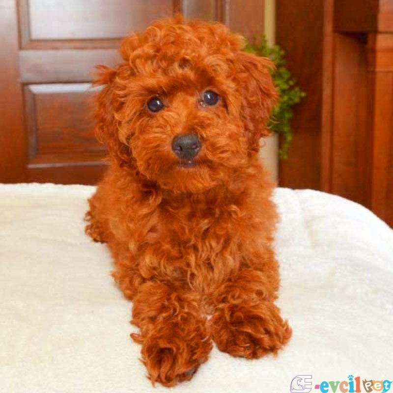 TOOY POODLE YAVRUMUZ 0 TEACUP