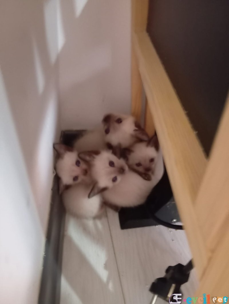 SAFKAN SIYAM YAVRULAR KUM VE MAMA EGITIMLERI VAR 2 AYLIK YAVRULAR