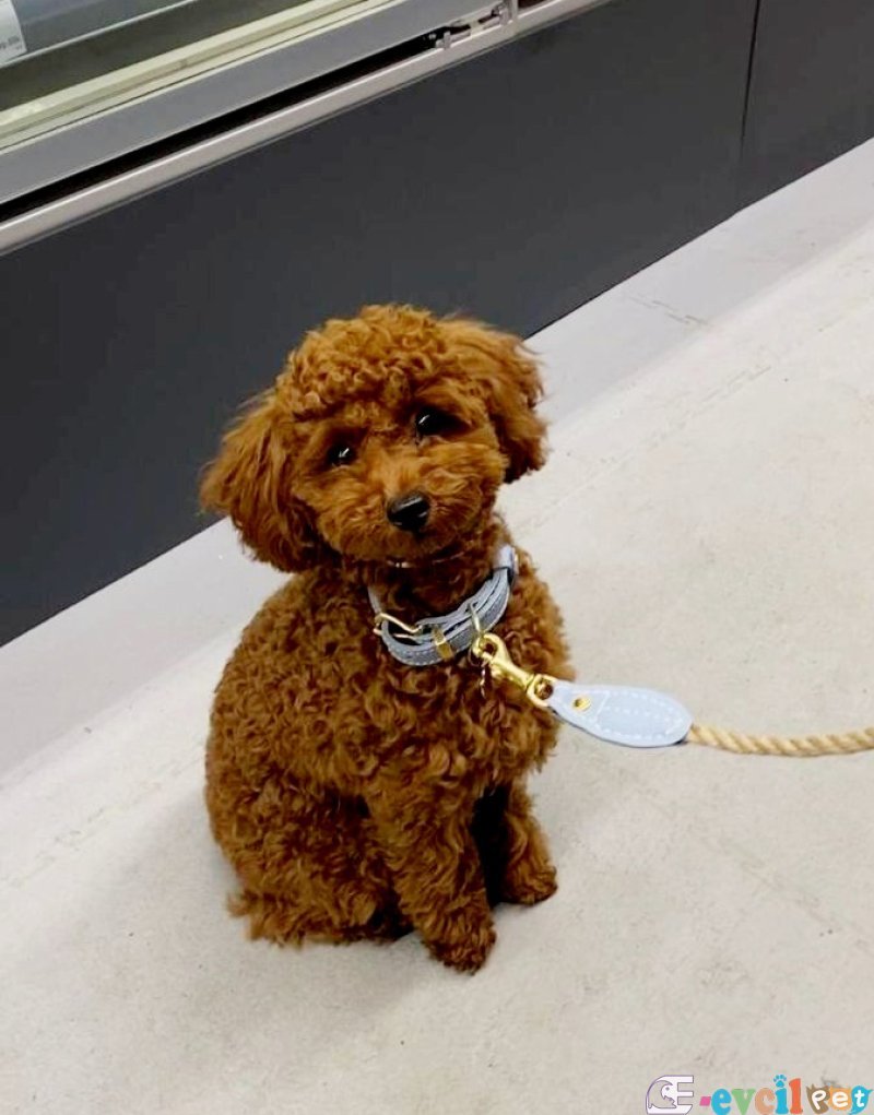 TOOY POODLE YAVRUMUZ 0 TEACUP