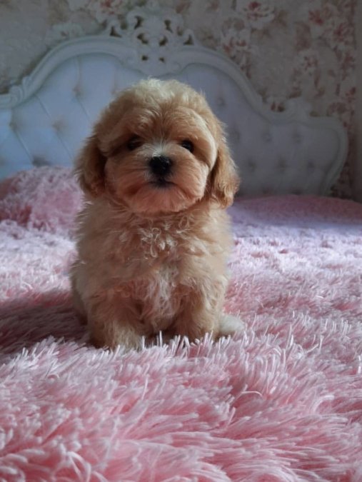Maltipoo minik yavrularımız