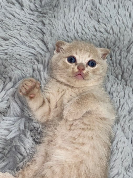 SAFKAN Scottish Fold