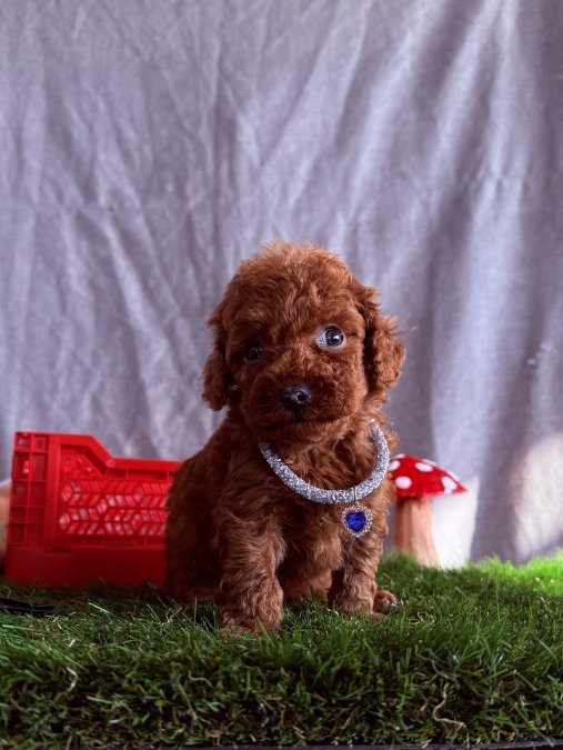 Toy Poodle Irk Sağlık Garantili Yavrularımız