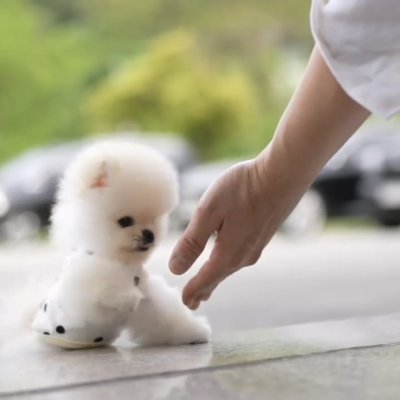 Pomeranian Boo Teddy Bear Safkan Mini Boy Yavrularımız