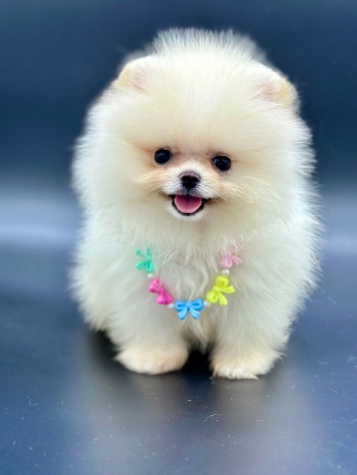 Sevimli Pomeranian Boo Yavrularımız