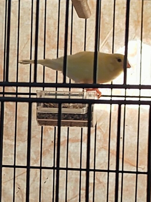Ötümüyle Mest Eden Capcanlı Erkek Kanarya