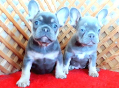 ANATOMİ HARİKASI BLUE TAN VE LİLAC TAN FRENCH BEBEKLER İZMİR.