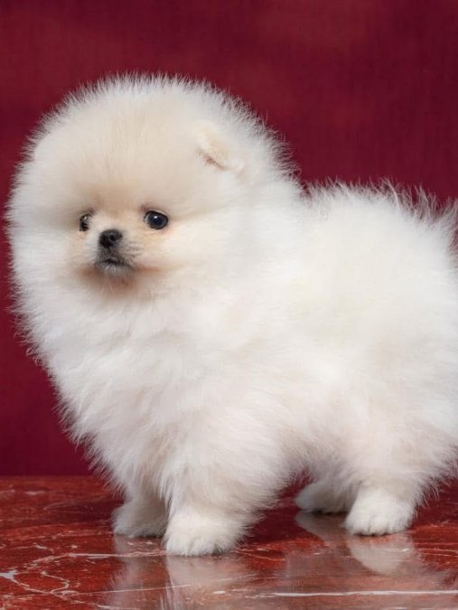 Pomeranian Boo Ayicik surat yavrularımız