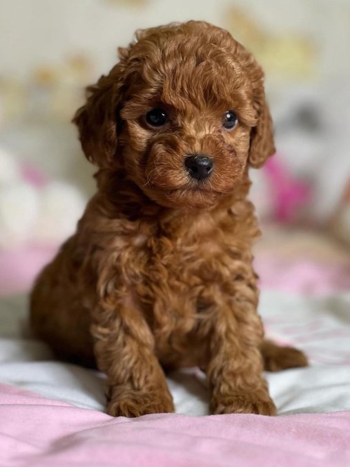 MİNİK POODLE BEBEKLER