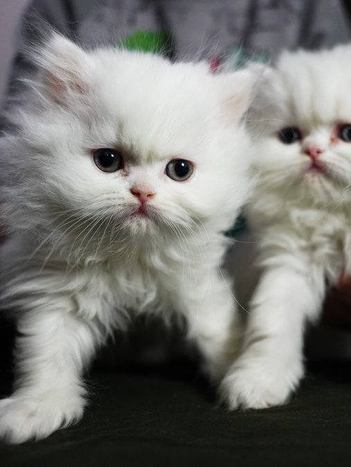 2 aylık exotic longhair 3 erkek 1 dişi