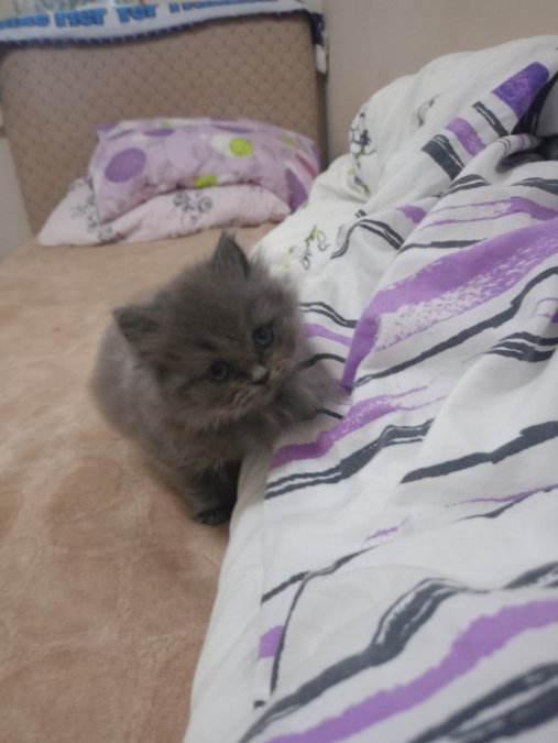 Aşure British Longhair 1.5 Aylık. Kül renkli safkan A kalite