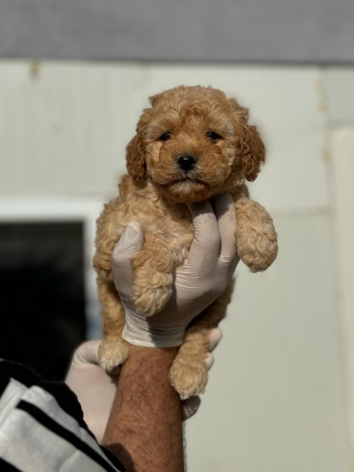 Maltipoo Adrese Teslim ve Kapıda Ödeme Mevcuttur