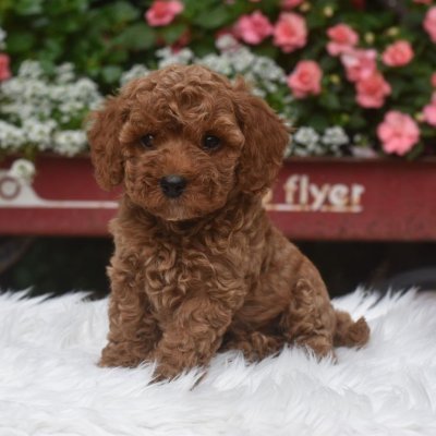 Mini boy puppy kıpkırmızı ev üretimi  TOOY POODLE