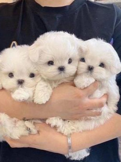 A kalite Maltese terrier yavrularımız