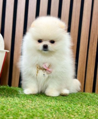 Safkan Pomeranian Boo Yavrularımız