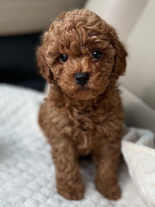 SEVİMLİ POODLE BEBEKLER