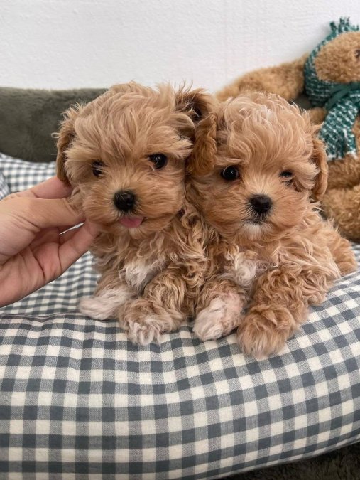 🐶 Safkan Mini Maltipoo Yavrular – Aşılı & Eğitimli Satılık