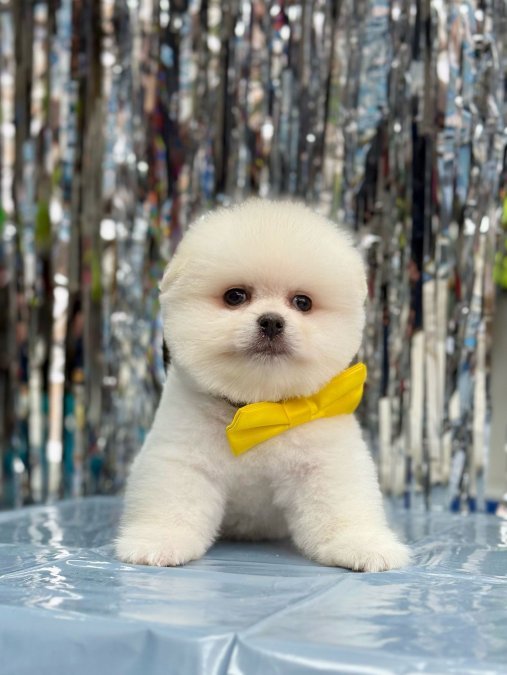Safkan Pomeranian Boo Yavrularımız