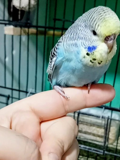 Yeni yeme düşen muhabbet kuşu yavrular konuşturmalık