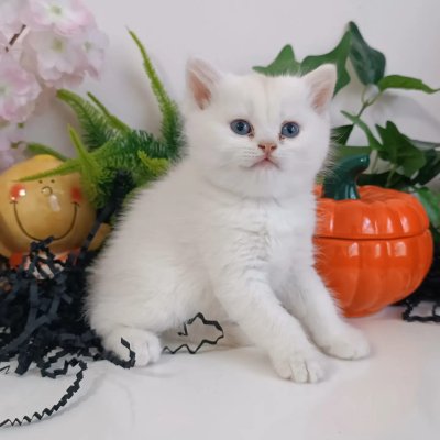 MIRIL MIRIL SAFKAN YAVRULAR
