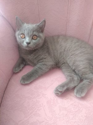 British Longhair Dişi Kedimiz Yeni Yuvasını Arıyor