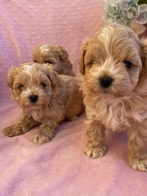 Maltipoo En Mini Safkan Bebeklerimiz