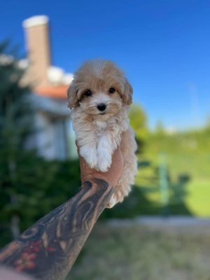 KAHVE TONLU  MALTİPO CİNSİ YAVRULAR