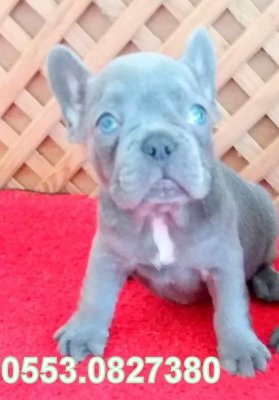 ANATOMİ HARİKASI BLUE TAN VE LİLAC TAN FRENCH BEBEKLER İZMİR