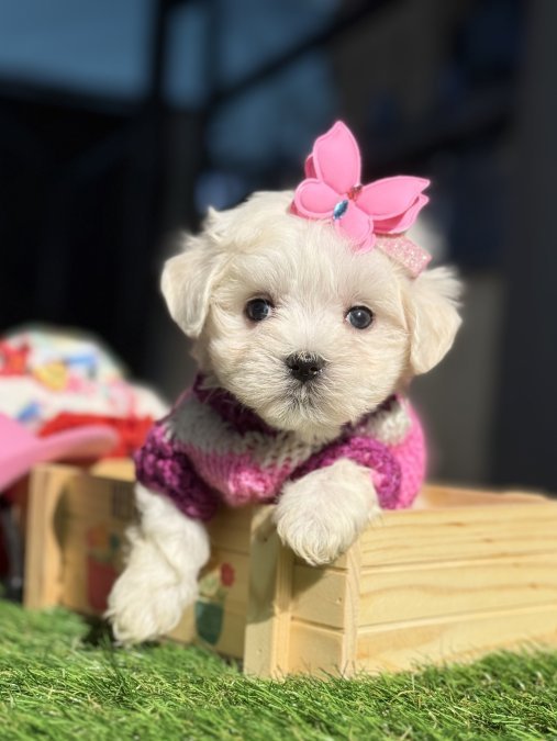 Maltese Terrier Ruhsatlı Çiftlikten Garantili Yavrularımız