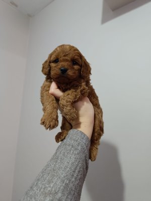 Tooy poodle cinsi yavrular DİŞİ erkek mevcuttur