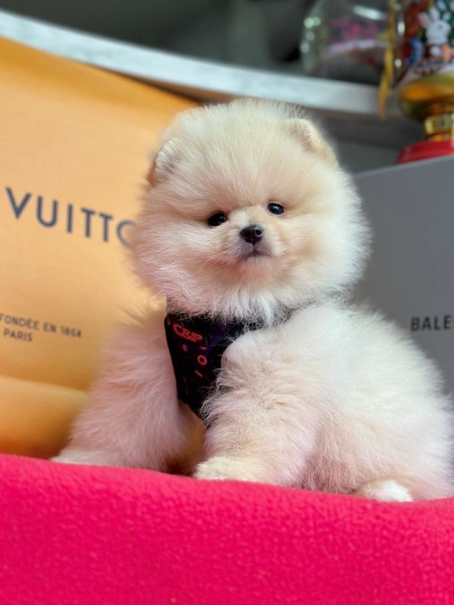 Safkan Pomeranian Boo Yavrularımız
