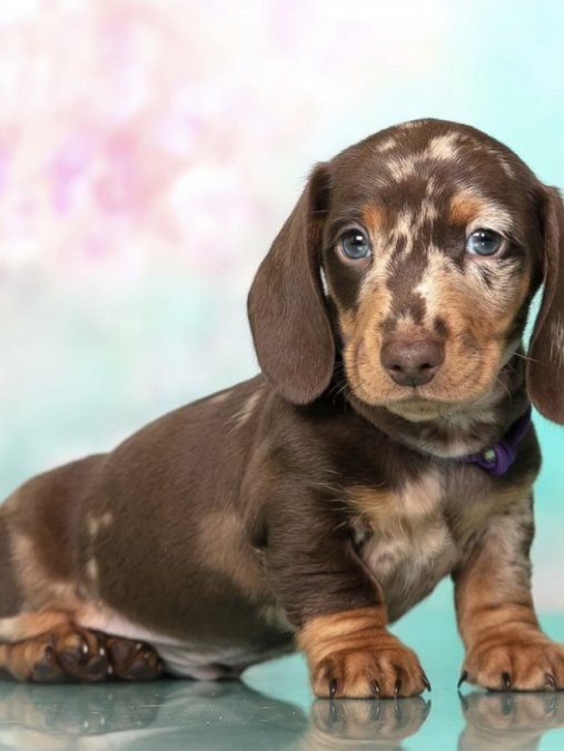 Dachshund Sosis Köpek Minyatür Yavrular