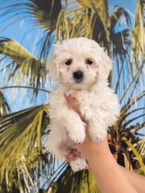 Maltesse terrier mini puppy boy yavrular