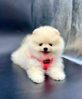 Safkan Pomeranian Boo Yavrularımız