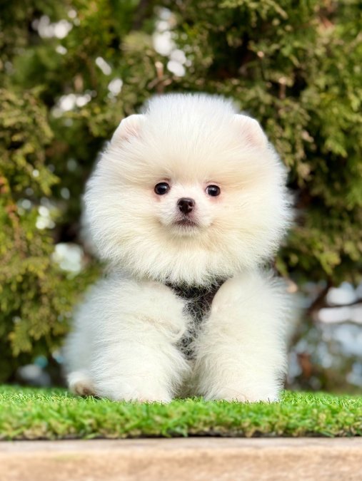 Pomeranian Boo Irk Sağlık Garantili Yavrularımız