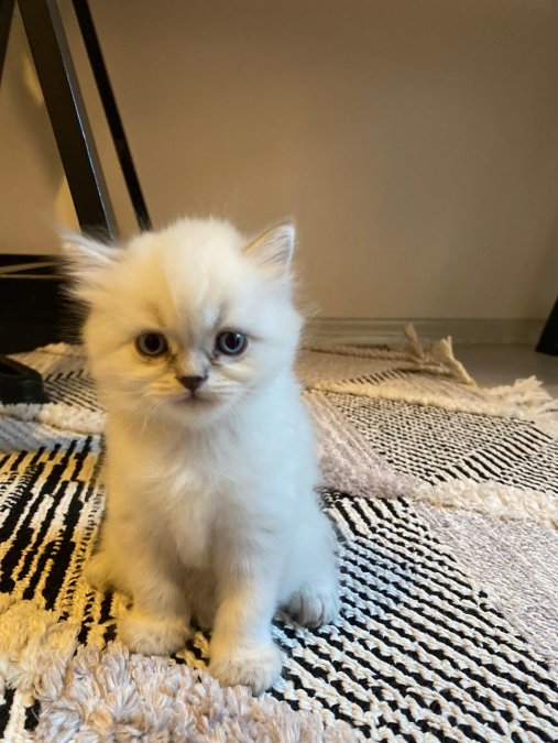 British longhair ve short hair yavrularımız