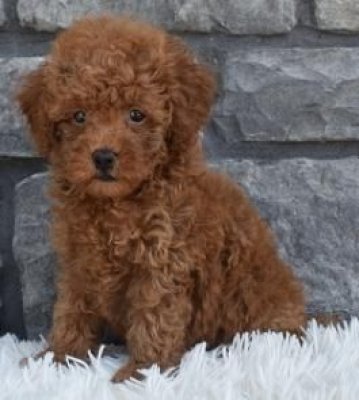 Mini boy puppy kıpkırmızı ev üretimi  TOOY POODLE