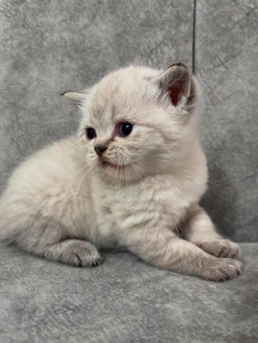 British ve Scotis Bebeklerimiz...