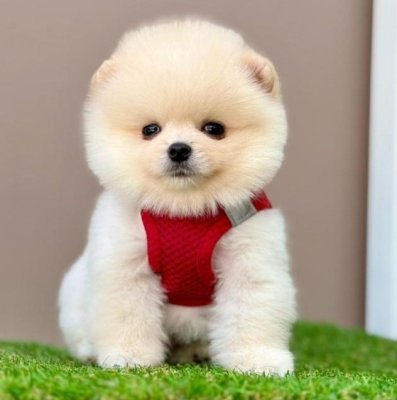 Sevimli Pomeranian Boo Yavrularımız