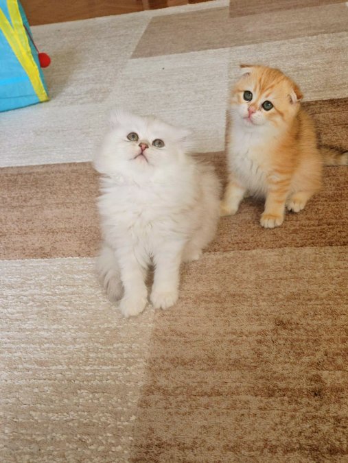 Muhteşem Güzellikte Yavrularımız