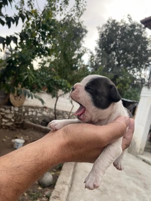 Tatlı minik yavrularımız French buldog yavrularımız