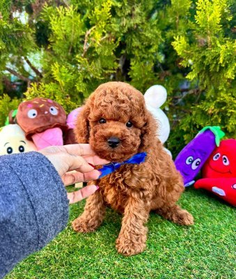 Safkan Toy Poodle Yavrularımız