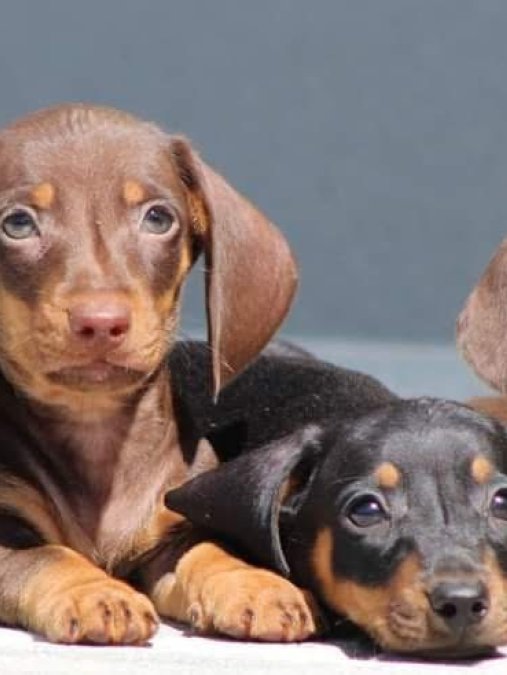 Dachshund Sosis Köpek Kişiye özel