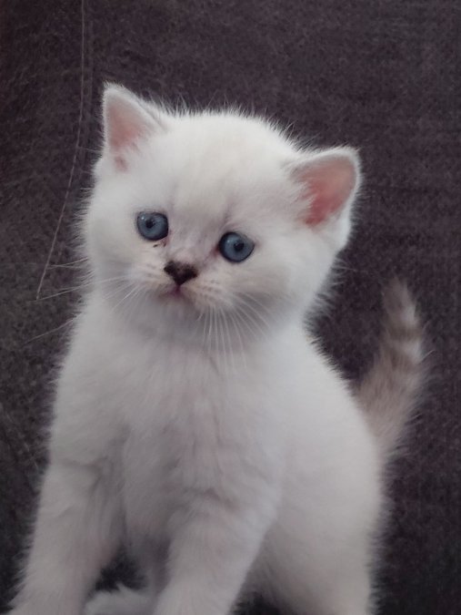 Acil Safkan British Shorthair Yavrularımız