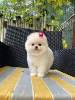 AYI SURATLI EVCİLBEBEKLER MİNİ PUPPY BOY POMERRİAN BOO