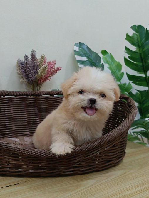 Maltipoo Eşsiz Güzellikte Ekstra Mini Yavrularımız