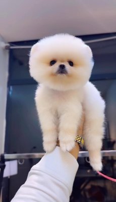 Pomerrian boo mini puppy boy