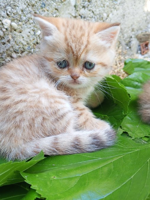 Exotic shorthair yavru kedi🐱